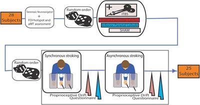 Intermittent Theta Burst Stimulation Over Ventral Premotor Cortex or Inferior Parietal Lobule Does Not Enhance the Rubber Hand Illusion